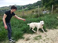 dog playing